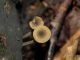 Simocybe centunculus var. centunculus image