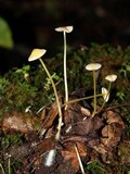 Mycena crocea image