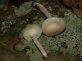 Hygrophorus eburneus image