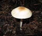 Marasmius nigrodiscus image