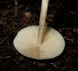 Marasmius nigrodiscus image