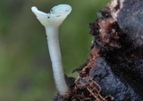Hymenoscyphus fructigenus image