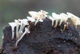 Hymenoscyphus fructigenus image