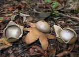 Myriostoma coliforme image