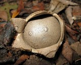 Myriostoma coliforme image