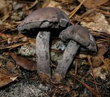 Tylopilus griseocarneus image