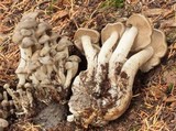Lyophyllum leptosarx image