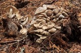 Lyophyllum leptosarx image