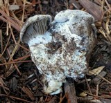 Hygrophorus caeruleus image