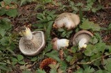Gomphidius glutinosus image