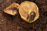 Lactarius repraesentaneus image