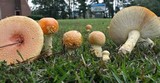 Amanita persicina image