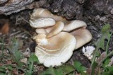 Pleurotus populinus image