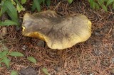 Suillus punctatipes image