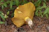 Suillus punctatipes image
