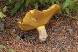 Suillus punctatipes image