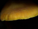 Tricholomopsis decora image