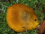 Tricholomopsis decora image