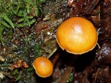 Gymnopilus bellulus image
