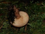 Lactarius vinaceorufescens image