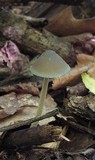 Mycena subcaerulea image