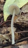 Mycena subcaerulea image