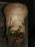 Calvatia craniiformis image