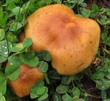 Pholiota spumosa image