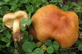 Pholiota spumosa image