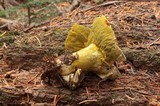 Hypomyces luteovirens image