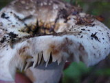 Russula albonigra image