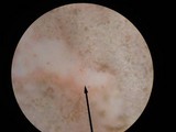 Inocybe sindonia image