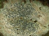 Porpidia albocaerulescens var. albocaerulescens image