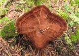 Coltricia cinnamomea image
