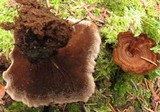 Coltricia cinnamomea image