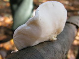 Tyromyces chioneus image