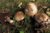 Agaricus cappellianus image