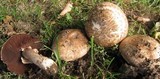 Agaricus cappellianus image