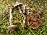 Cortinarius flexipes image