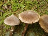 Cortinarius flexipes image