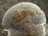 Daedaleopsis confragosa image