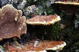 Phellinus gilvus image