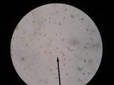 Gymnopilus picreus image