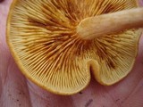 Gymnopilus penetrans image