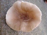 Lactarius gerardii image