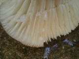 Lactarius gerardii image
