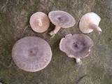 Lactarius hibbardae image