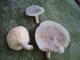 Lactarius hibbardae image