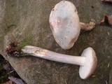 Leccinum holopus var. holopus image