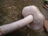 Leccinum holopus var. holopus image